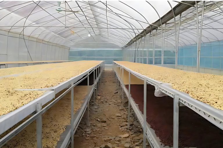 TRANG TRẠI CÀ PHÊ