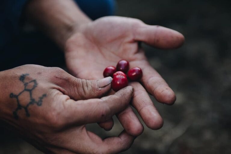 TRANG TRẠI CÀ PHÊ