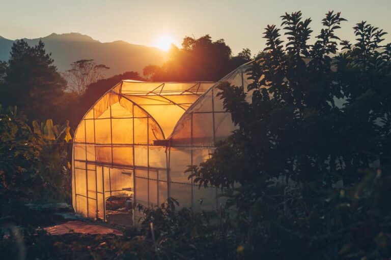 TRANG TRẠI CÀ PHÊ